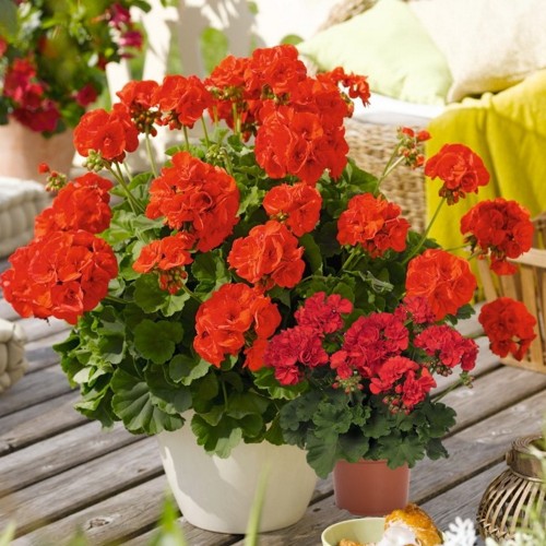 Pelargonium 'Green Series Andria' - Pelargoon 'Green Series Andria' P9/0,55L
